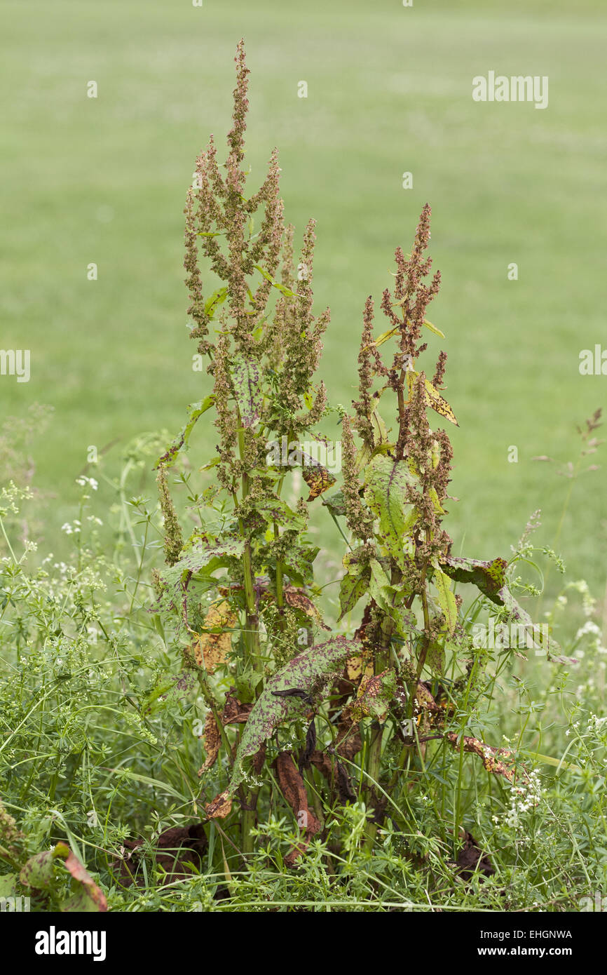 Rumex crispus, arricciata Dock Foto Stock