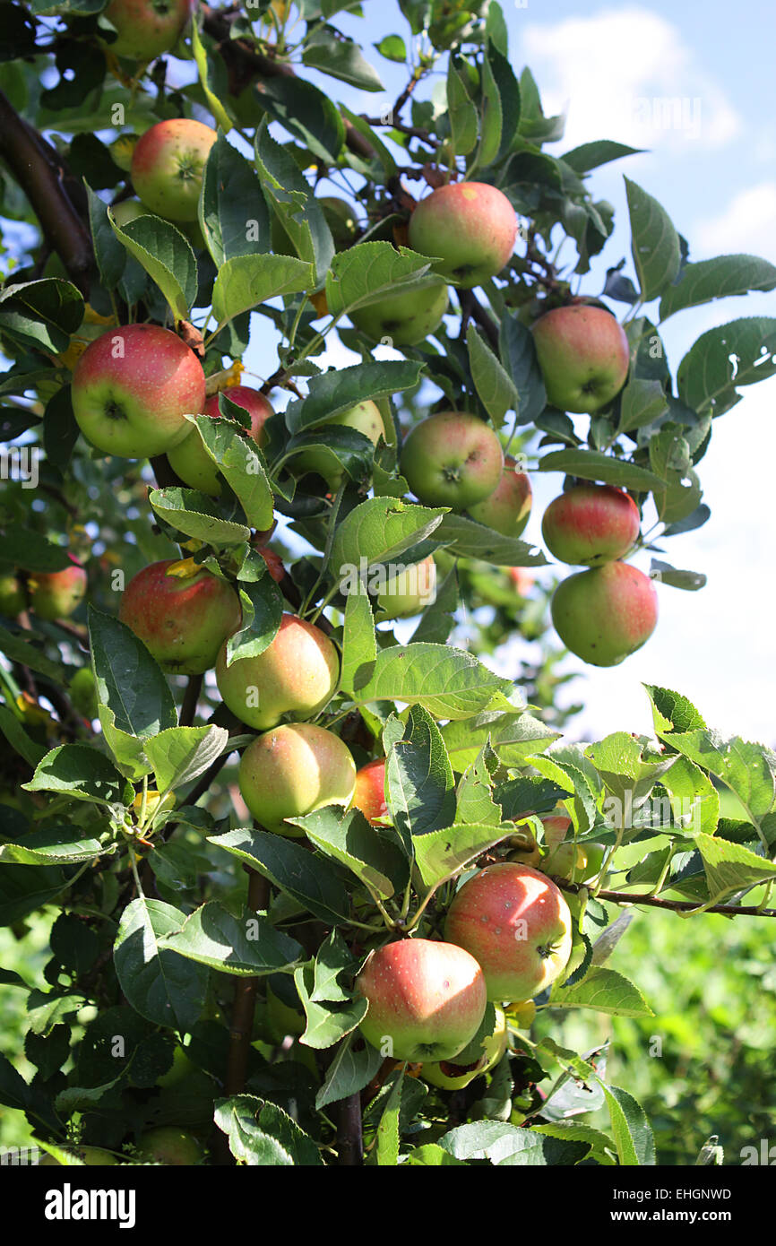 Apple Foto Stock