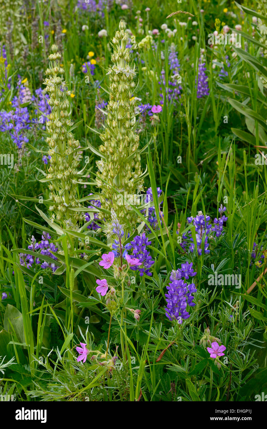 Campo di fiori selvatici nel Parco Nazionale di Yellowstone, compreso il mais Gigli, lupino argenteo e Wild geranio. Foto Stock