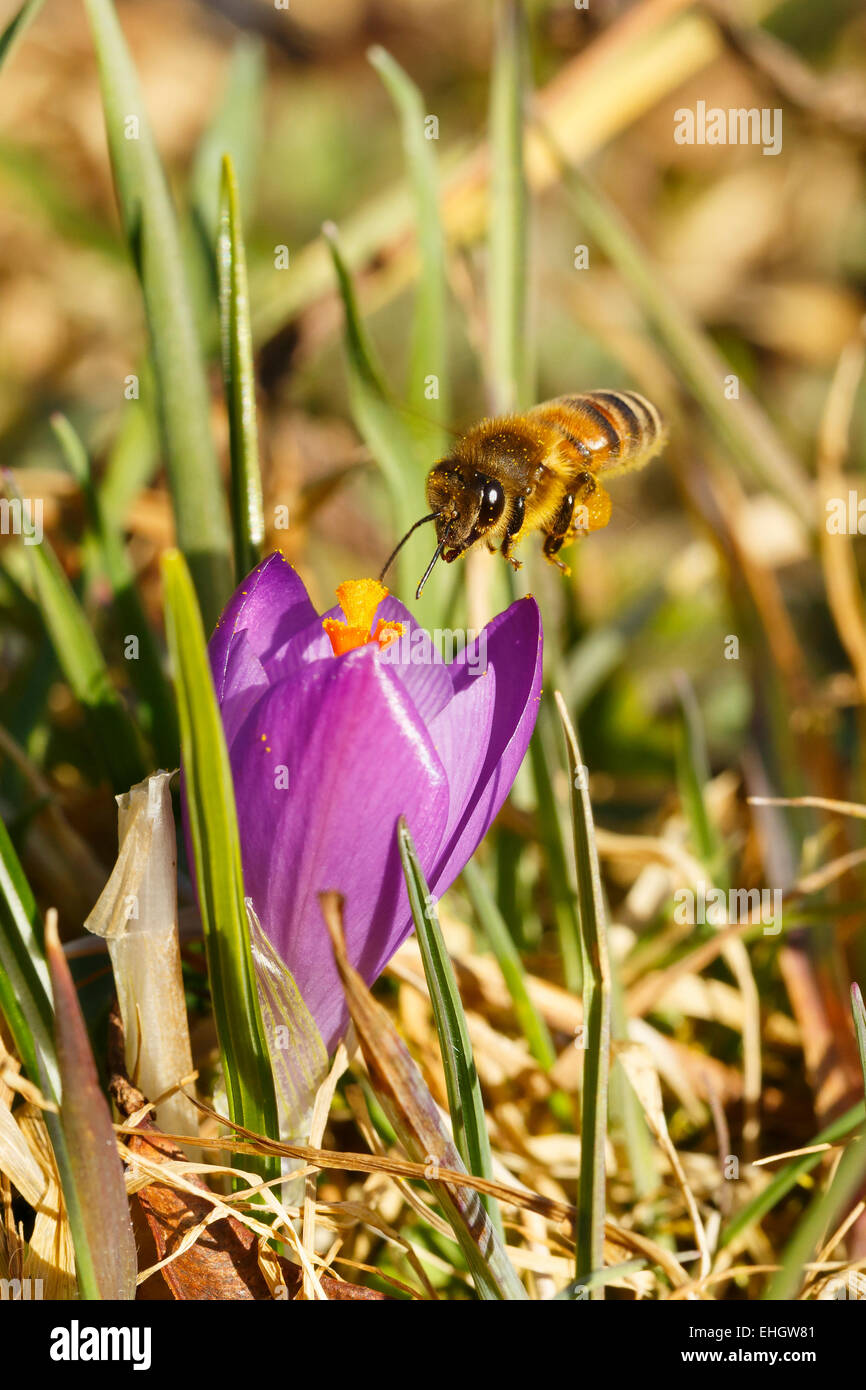 Ape su fiore Crocus Foto Stock