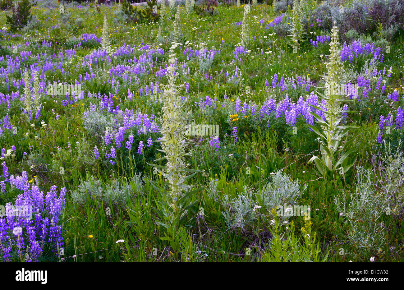Lupino argenteo e la fioritura del giglio di mais nel Parco Nazionale di Yellowstone, Stati Uniti. Foto Stock