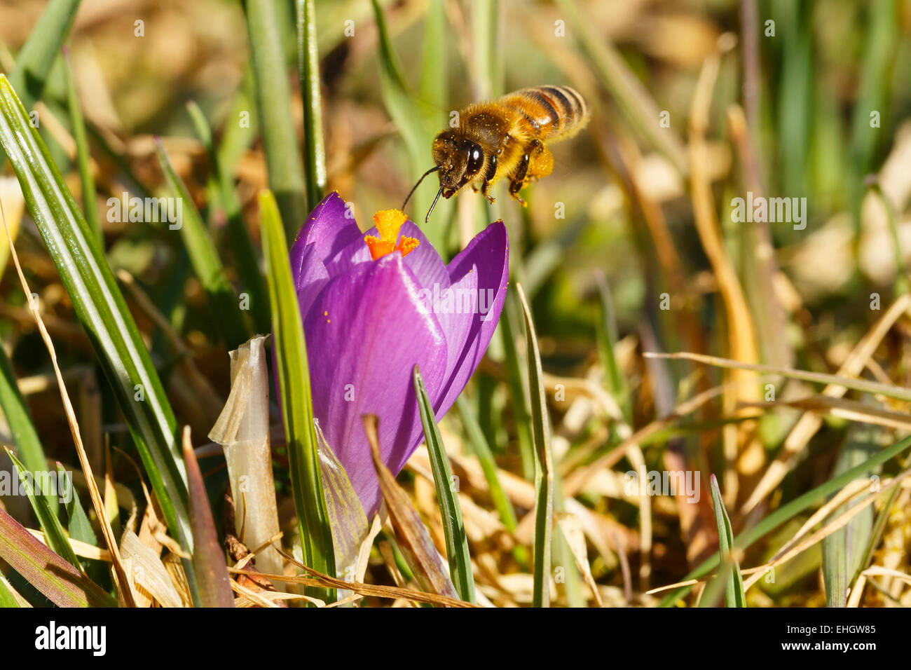 Ape su fiore Crocus Foto Stock