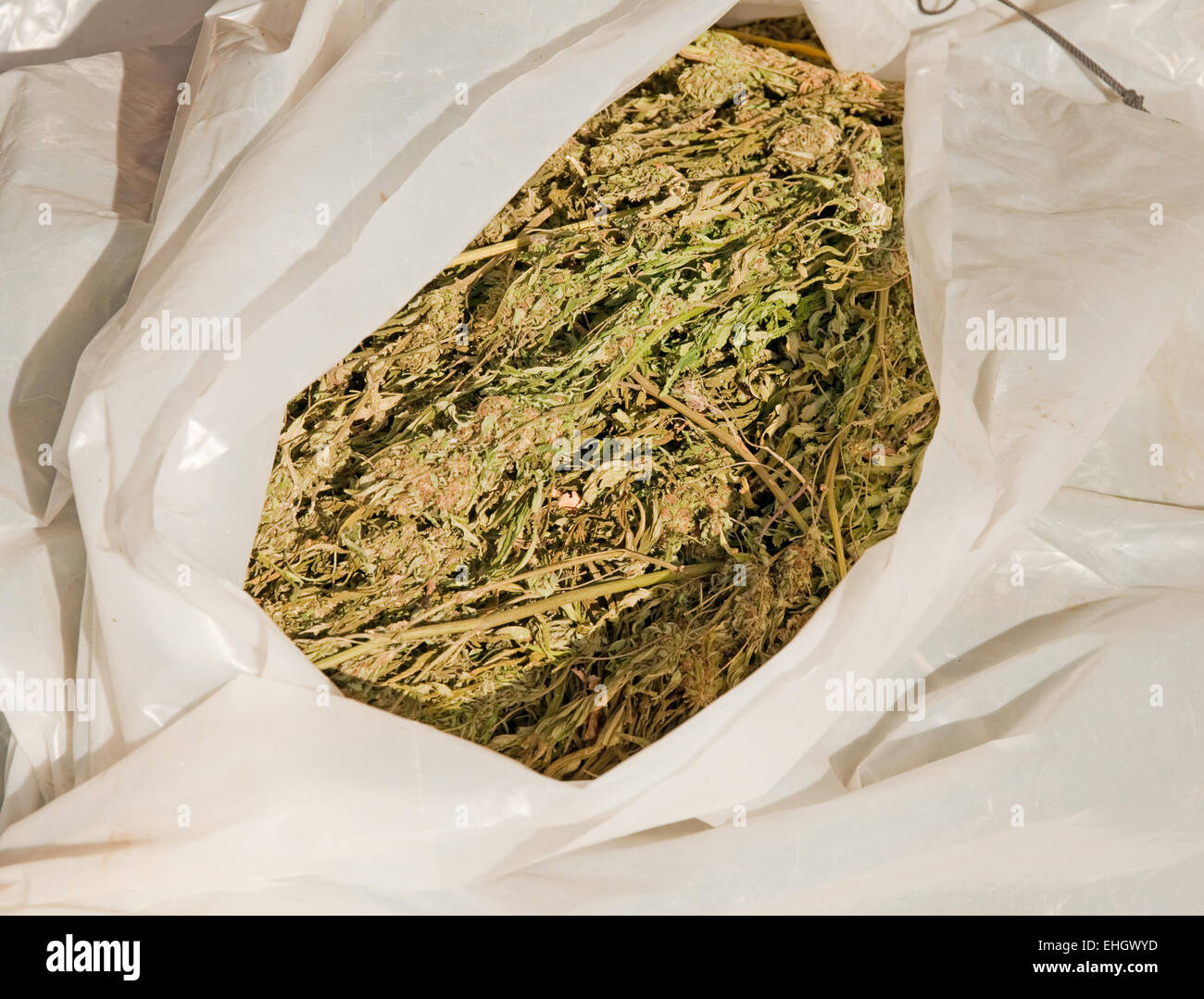 Bundle di confiscare le piante di marijuana avvolti in plastica Foto Stock