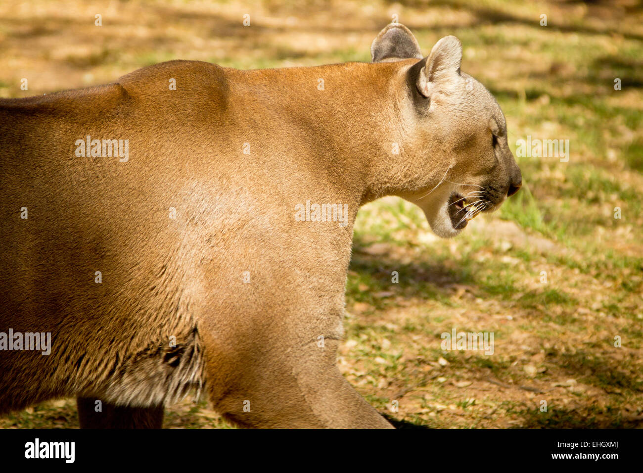 Puma, Cougar o Leone di montagna Foto Stock