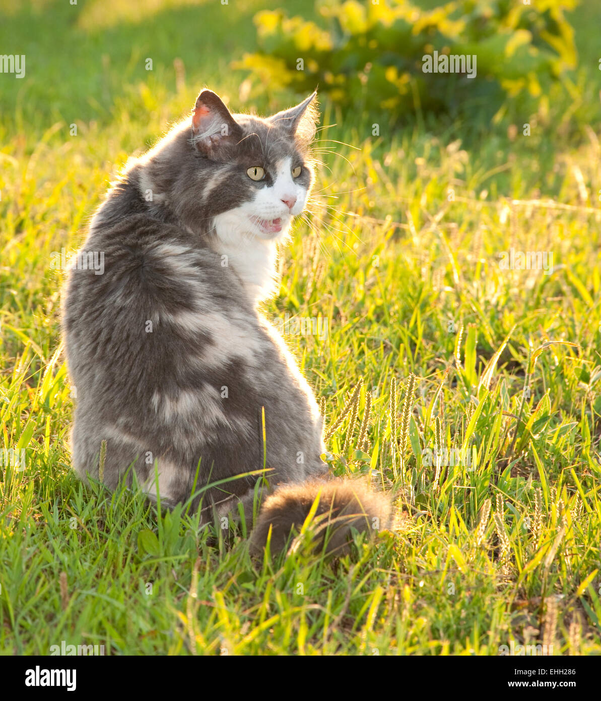 Diluito gatta calico in erba illuminato dal sole di sera Foto Stock