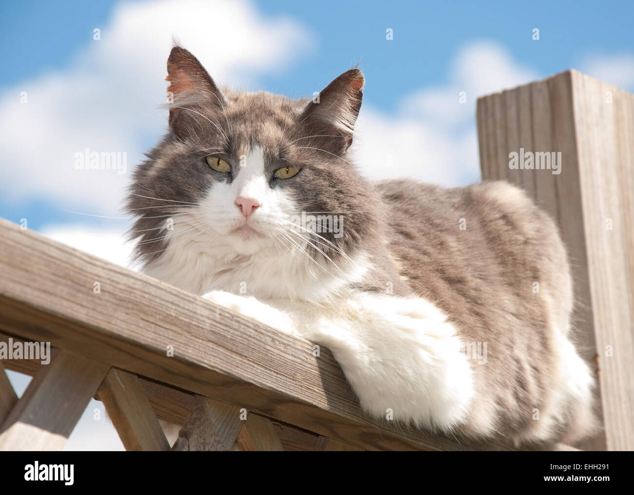 Diluito gatta calico in appoggio sul portico della ringhiera contro la molla nuvoloso cielo, guardando il visore Foto Stock