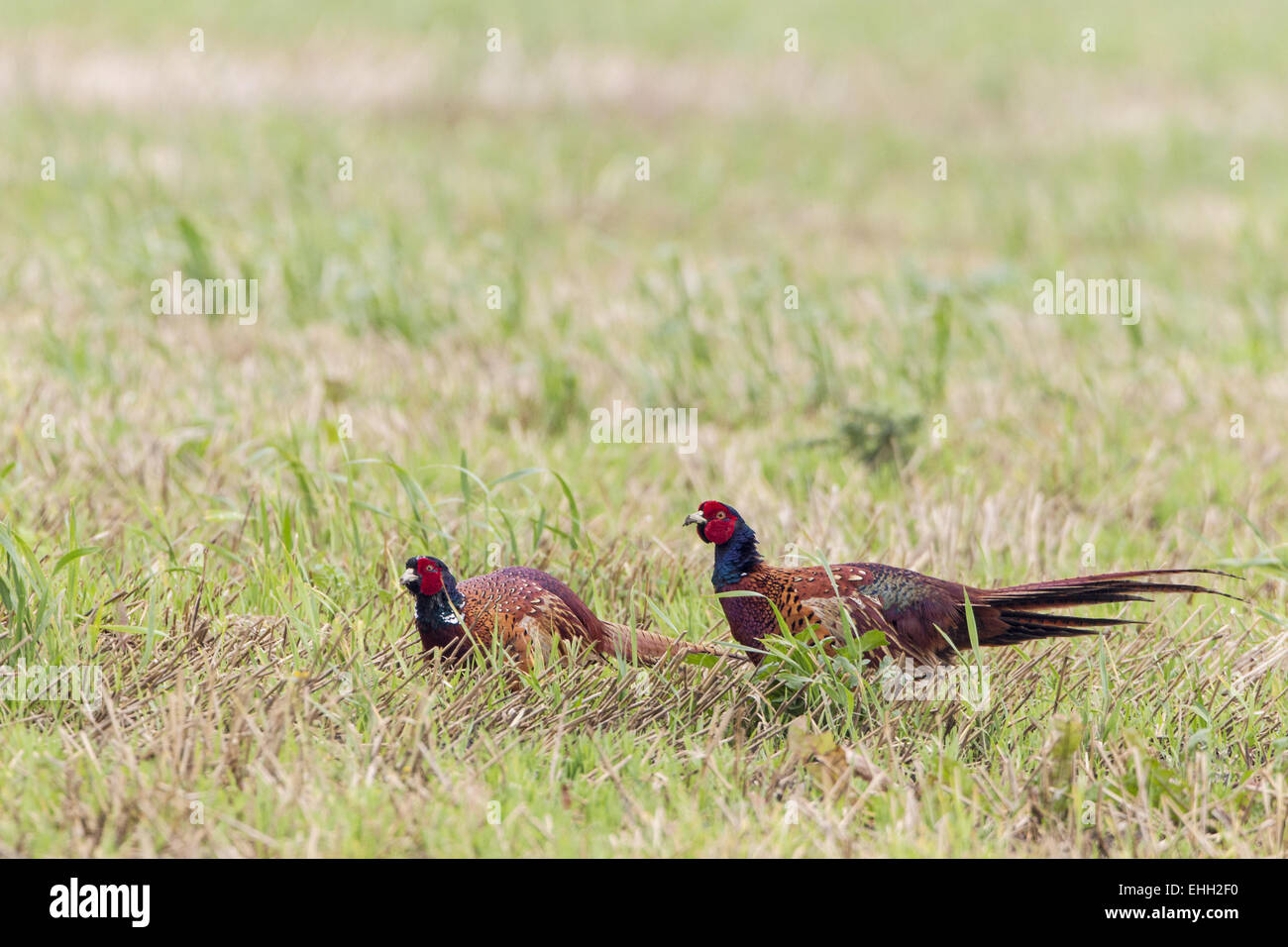 Fagiano (Phasianus colchicus) Foto Stock