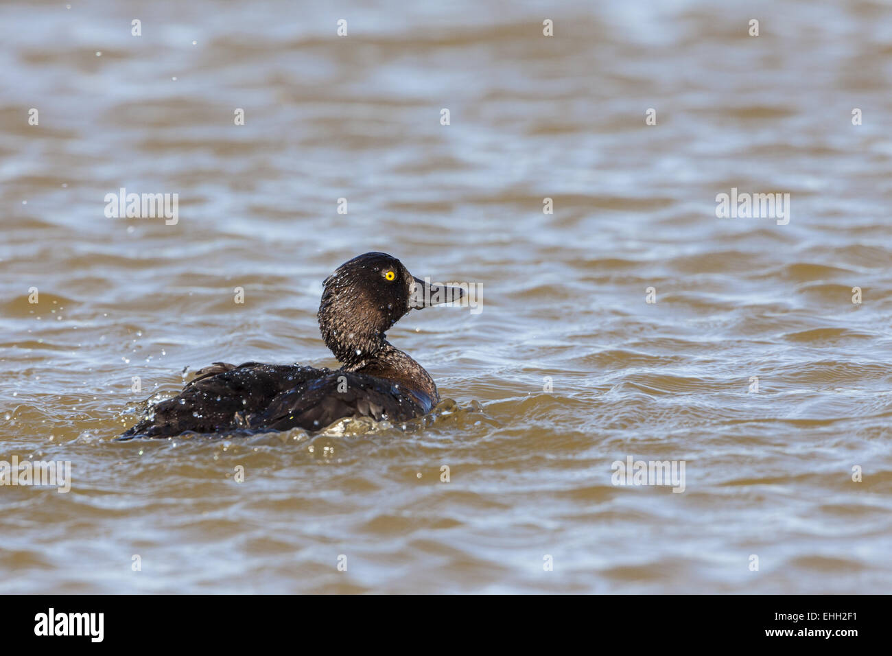 Moretta (Aythya fuligula) in preening Foto Stock