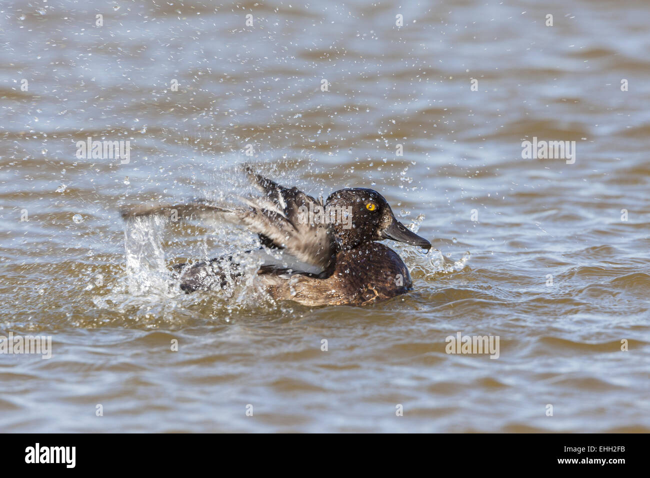 Moretta (Aythya fuligula) in preening Foto Stock