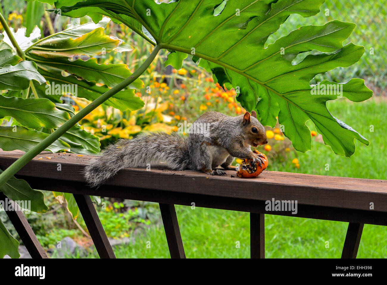 American scoiattolo grigio di mangiare un pomodoro Foto Stock