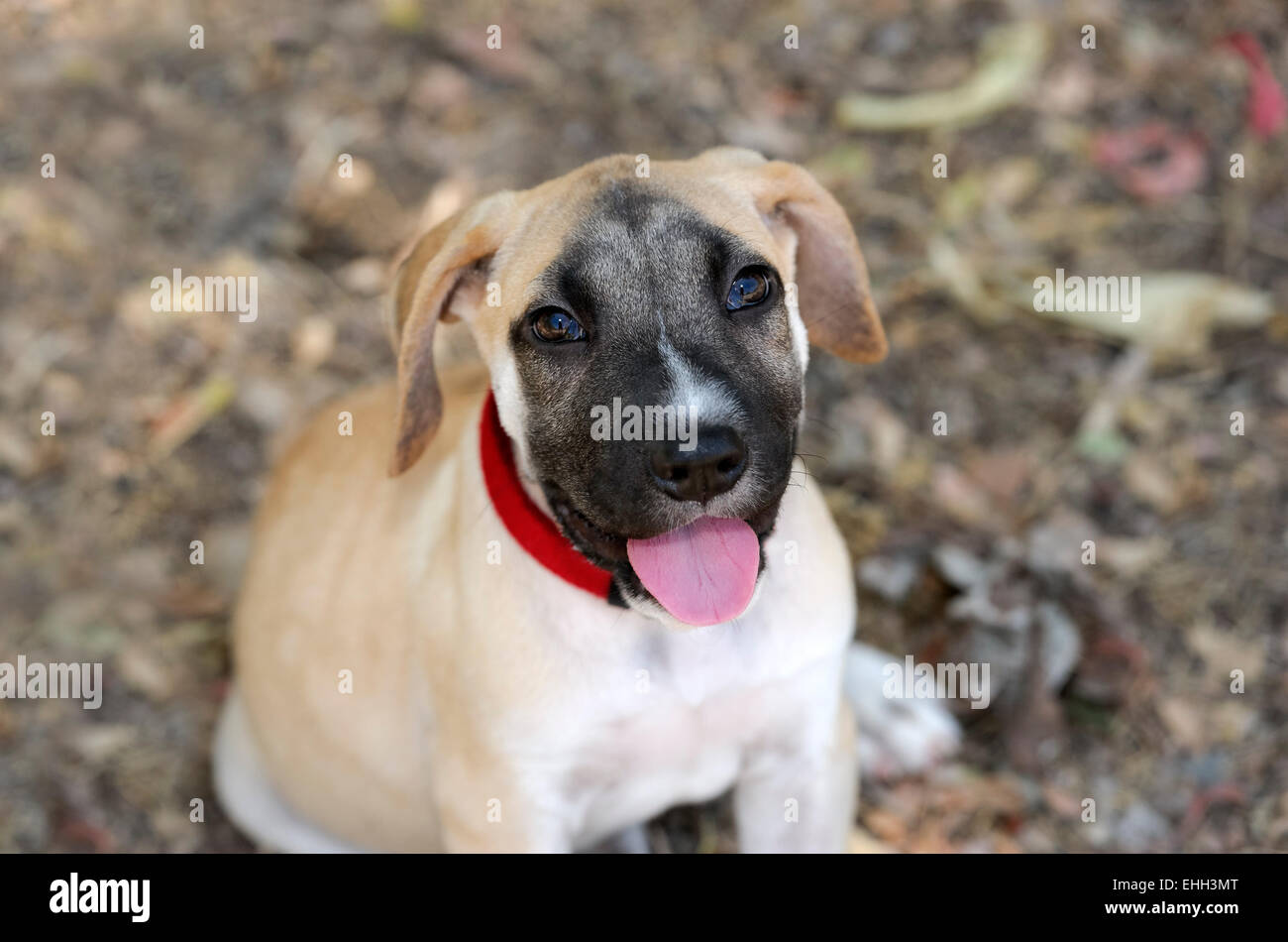 Un simpatico big eyed cucciolo cercando curiosamente dal suolo della foresta. Foto Stock
