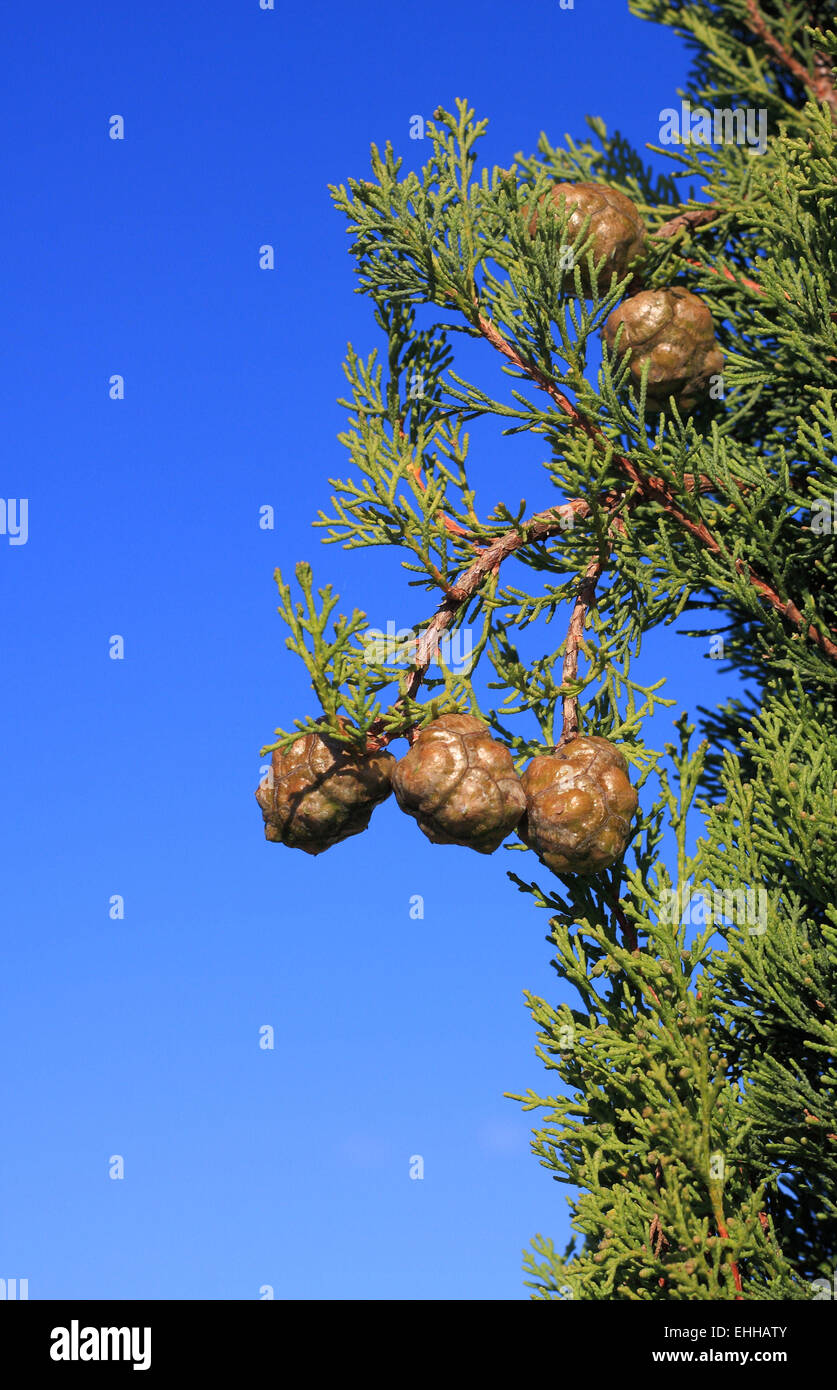 Cipresso mediterraneo Foto Stock