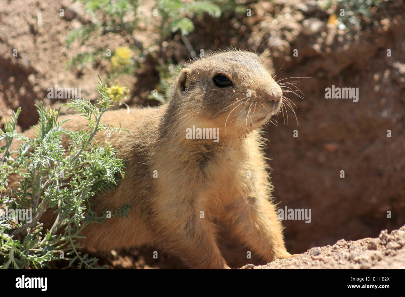 Tiere in Nuovo Messico Foto Stock