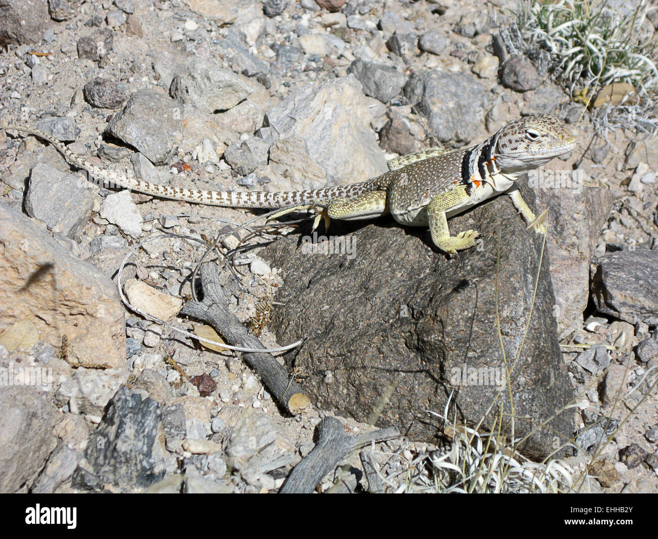 Tiere in Nuovo Messico Foto Stock