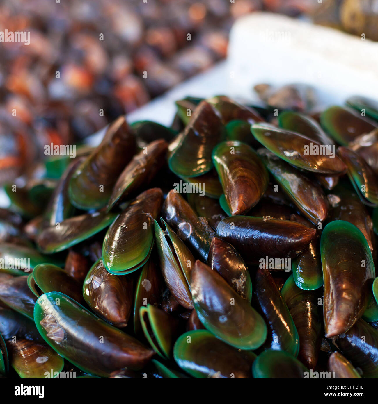 Ostriche, cozze e capesante sul mercato asiatico Foto Stock