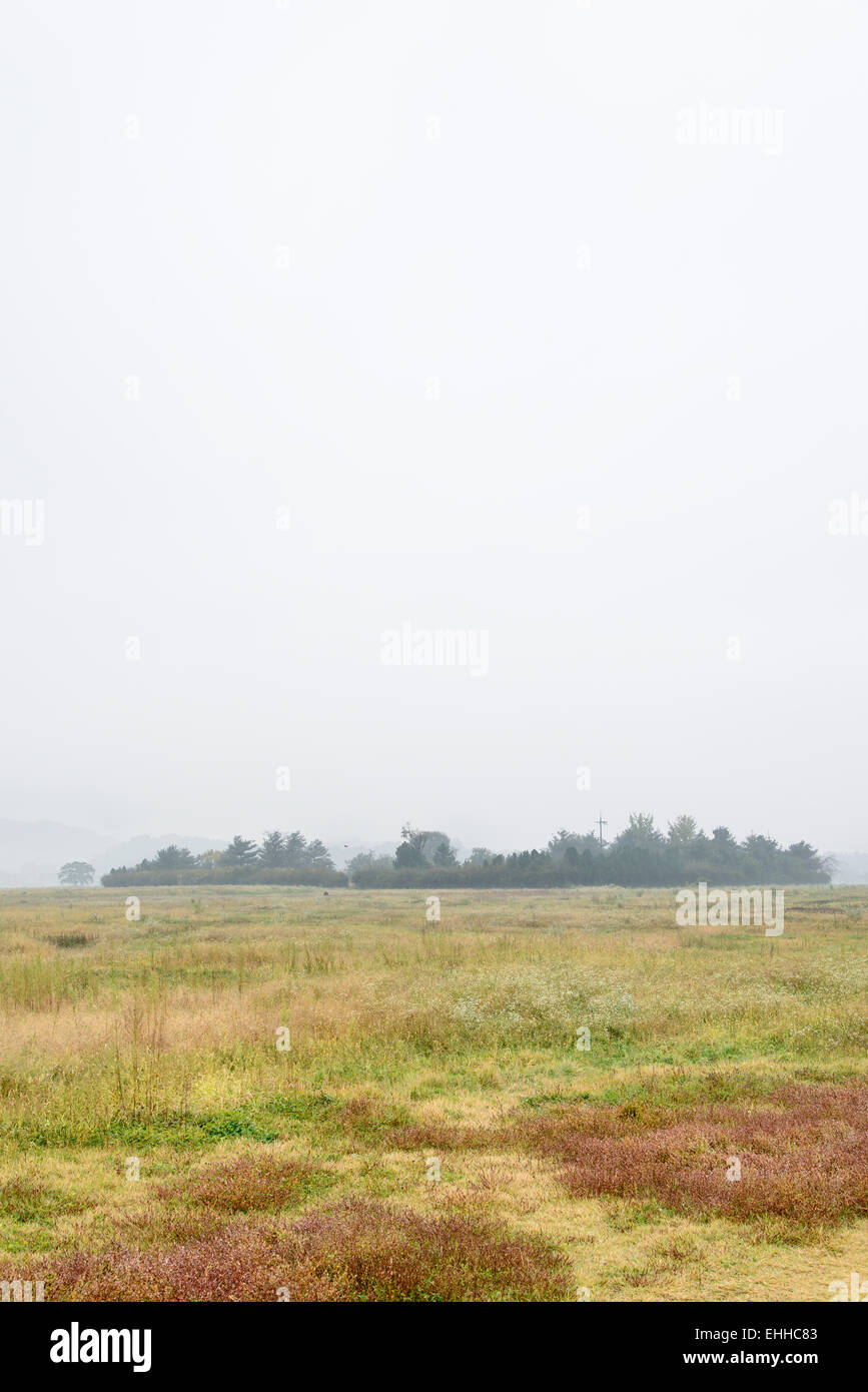 Campo di verde e di alberi in un giorno di nebbia Foto Stock
