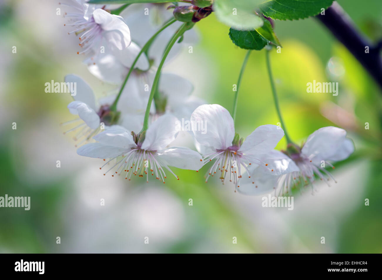 Bee nel fiore di ciliegio isolato Foto Stock
