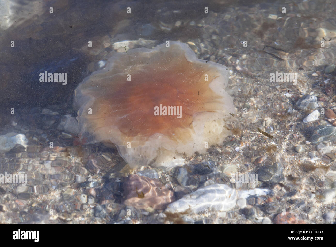 Giallo mane medusa (Cyanea capillata) Foto Stock