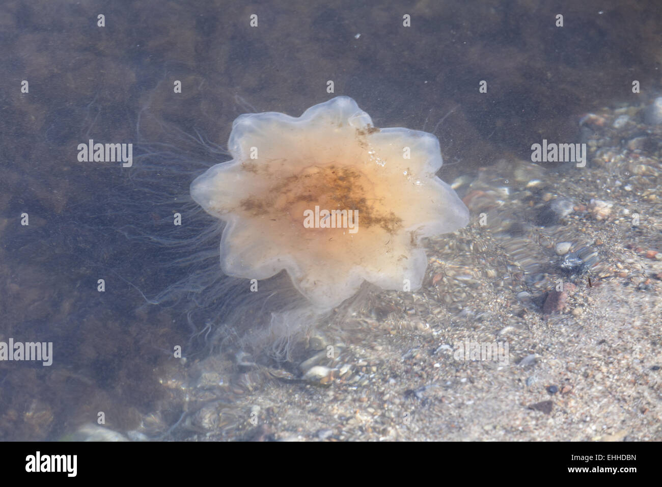 Giallo mane medusa (Cyanea capillata) Foto Stock