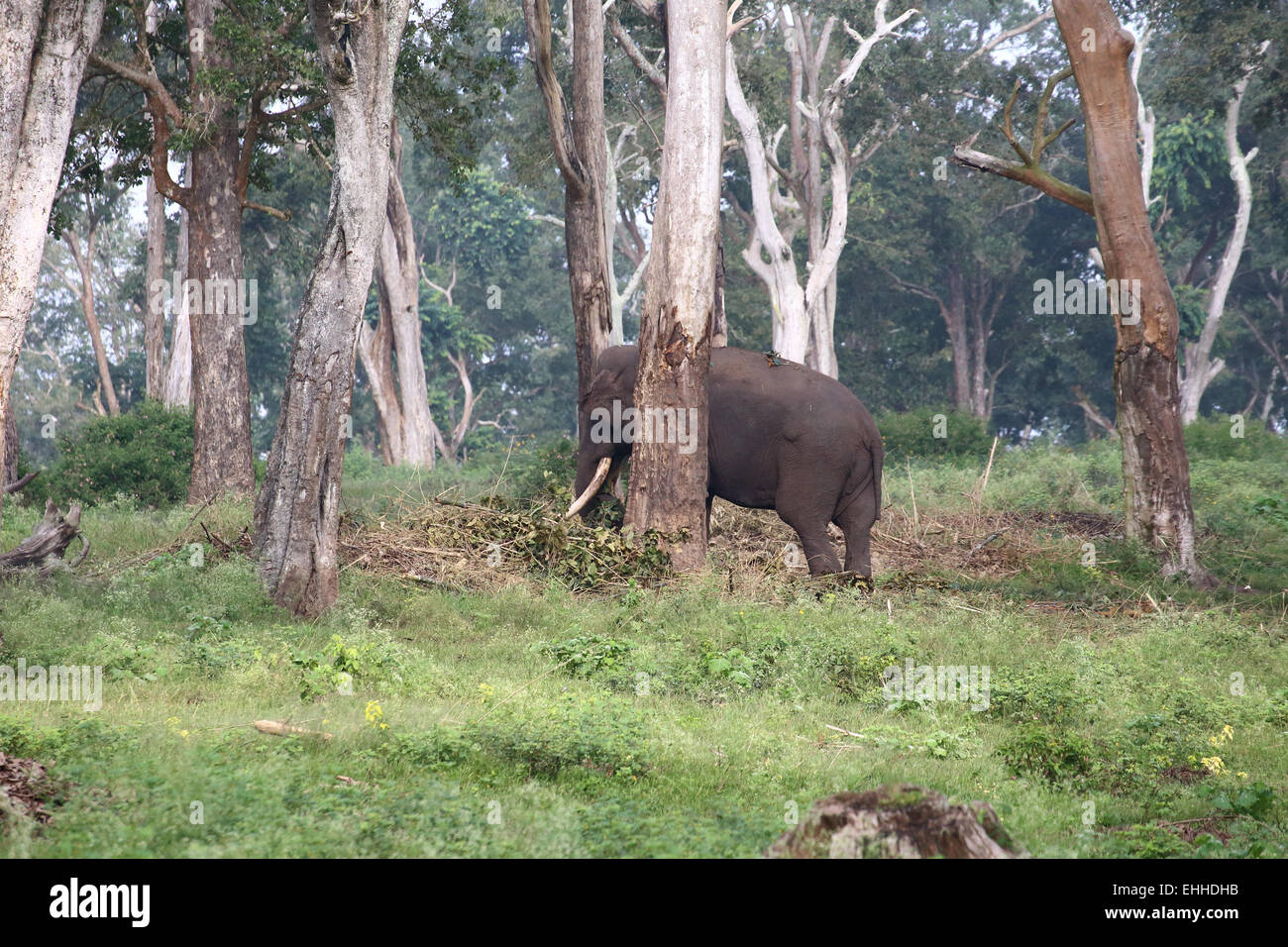 Wild, musth, elefante, Tholpetty Wildlife Sanctuary, Wayanad, Kerala, India Foto Stock