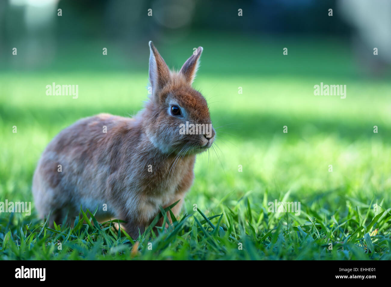Coniglio marrone in erba closeup Foto Stock