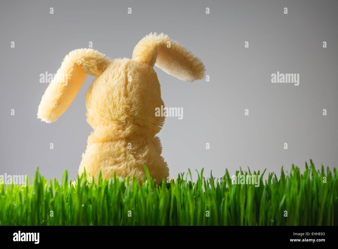 Sfondo di pasqua con bunny in erba Foto Stock