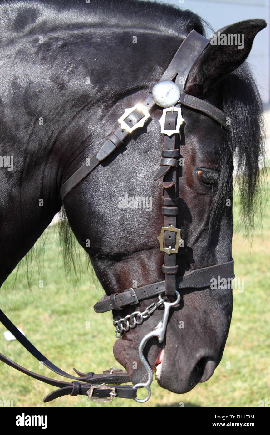 Ritratto di un nero cavallo frisone Foto Stock