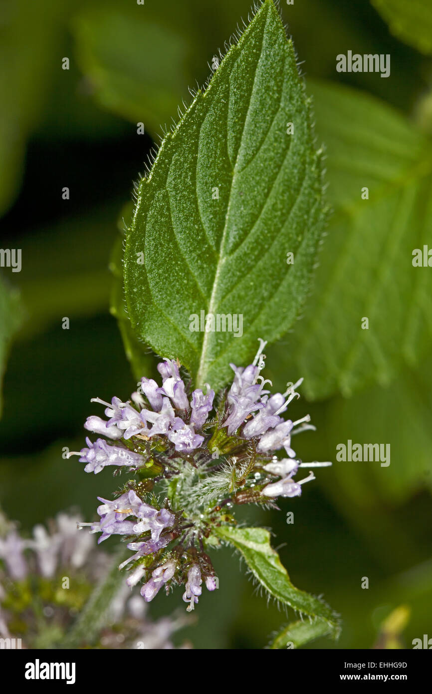 Mentha arvense, campo menta Foto Stock