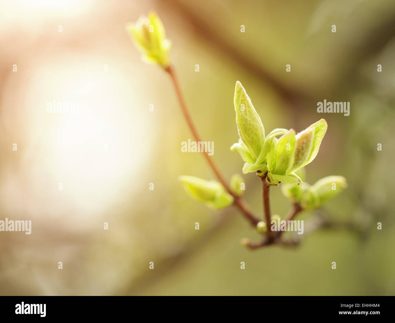 Chiudere fino a bud di bird cherry a inizio primavera, macro Foto Stock