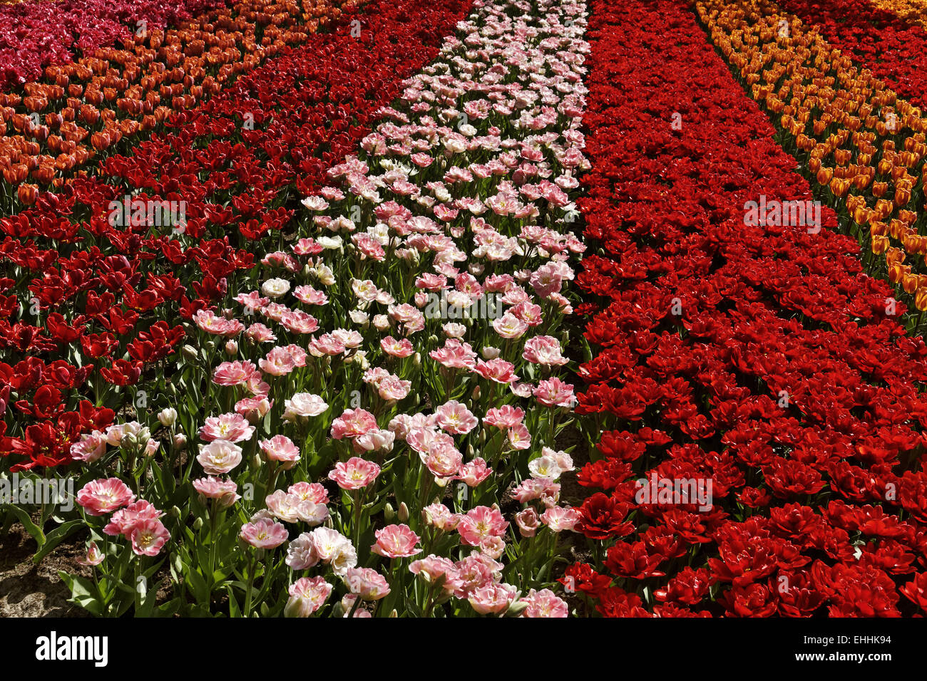 Campo di tulipani vicino a Lisse, South Holland Foto Stock