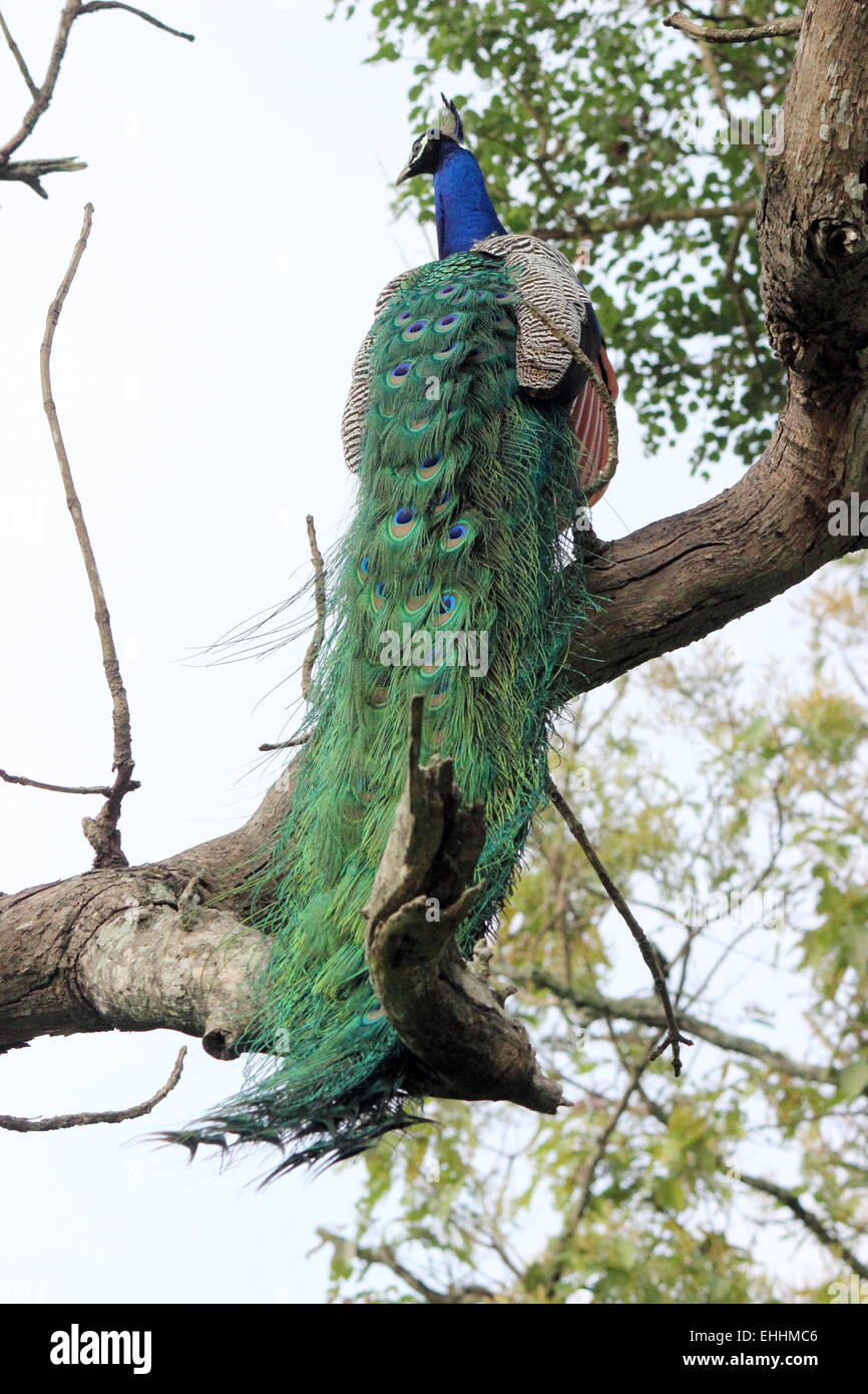 Pavone o indiano Peafowl maschio, Mudumalai parco nazionale di Tamil Nadu India Foto Stock