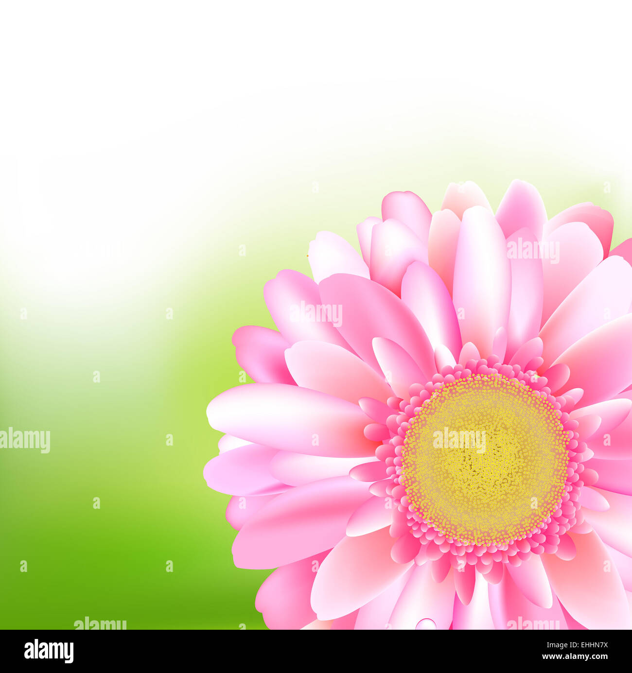 Bellezza rosa Gerber Foto Stock