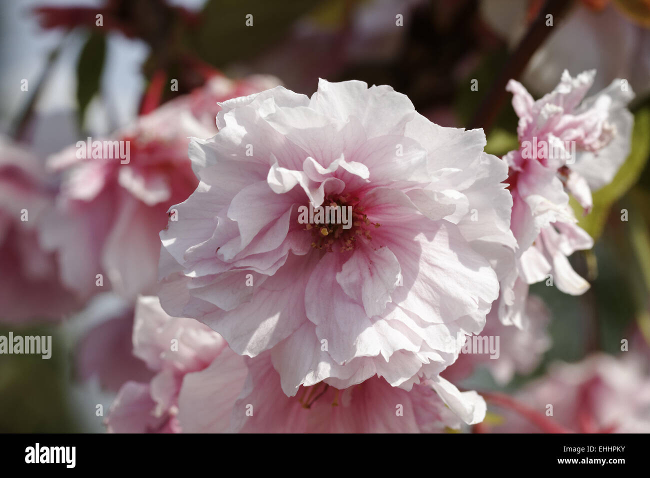 Fine Sul Bello Fiore Di Ciliegia Rosa Di Fiorura Perfetto Di Sakura O Ramo Albero Giapponese Del Serrulata Prunus Della Fuoco Image144431214 - Foto 8