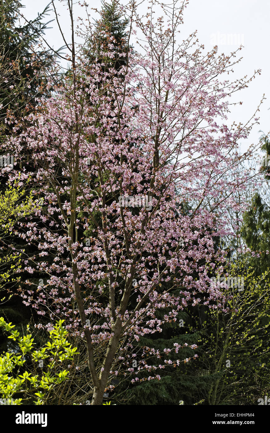 Prunus sargentii, ciliegia giapponese Foto Stock