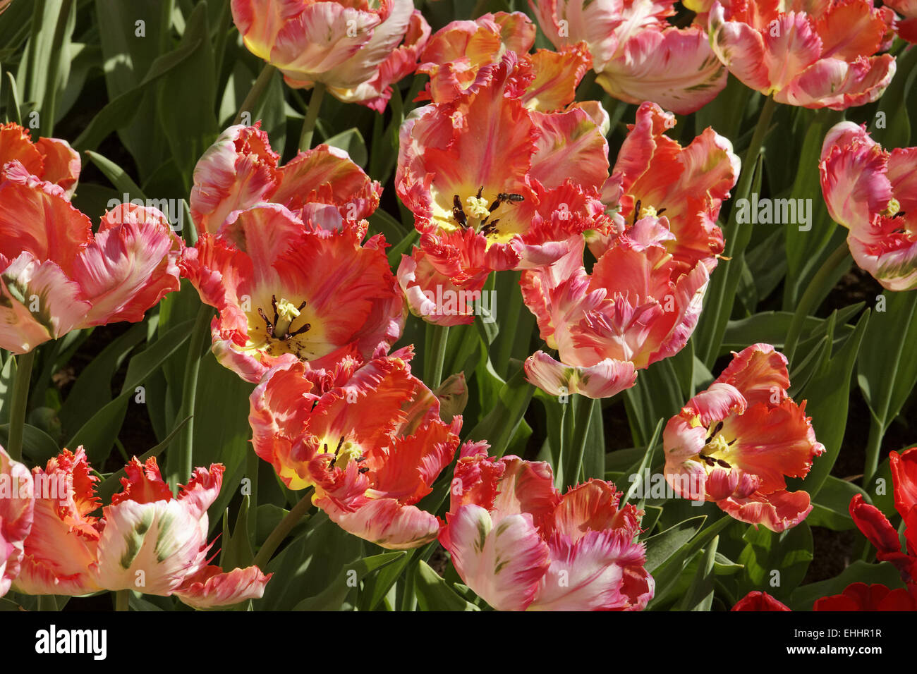 Tulip albicocca Parrot, Parrot tulip Foto Stock