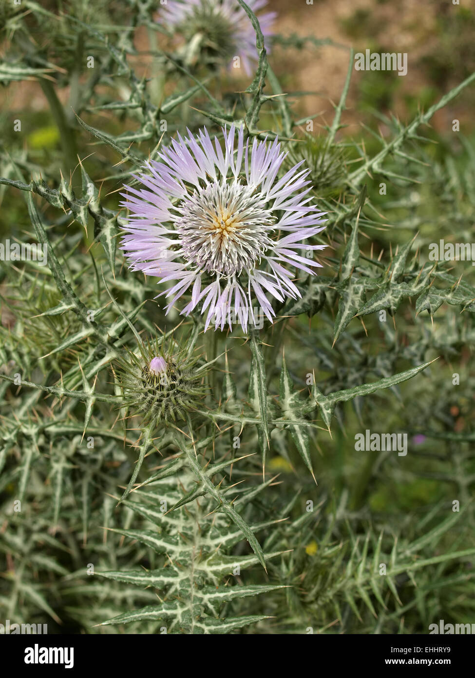 Galactites tomentosa, Viola Cardo Mariano Foto Stock