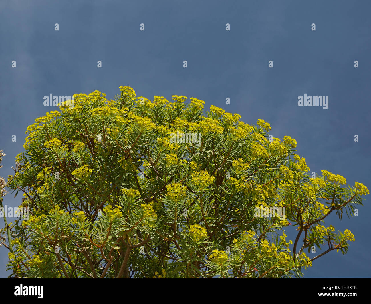 Euphorbia dendroides, Euforbia ad albero Foto Stock