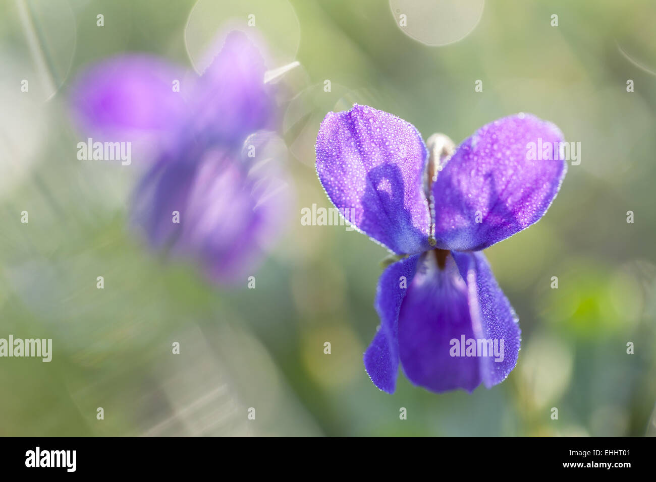 Marzo violette (Viola odorata) Foto Stock