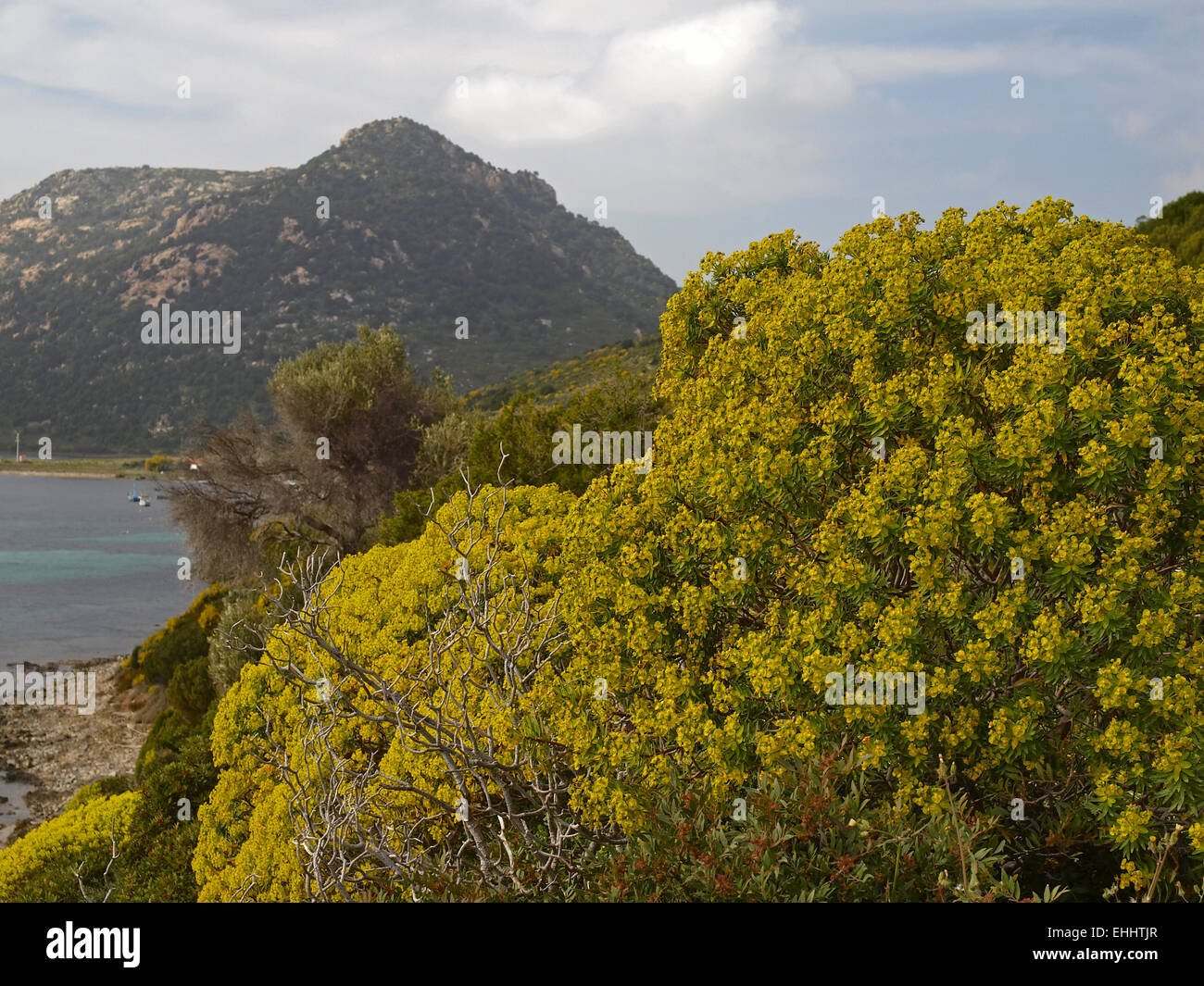 Euphorbia dendroides, Euforbia ad albero Foto Stock