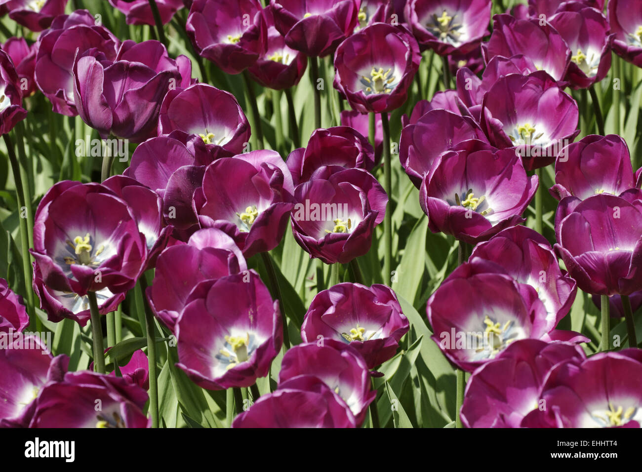 Trionfo tulip Negrita Foto Stock