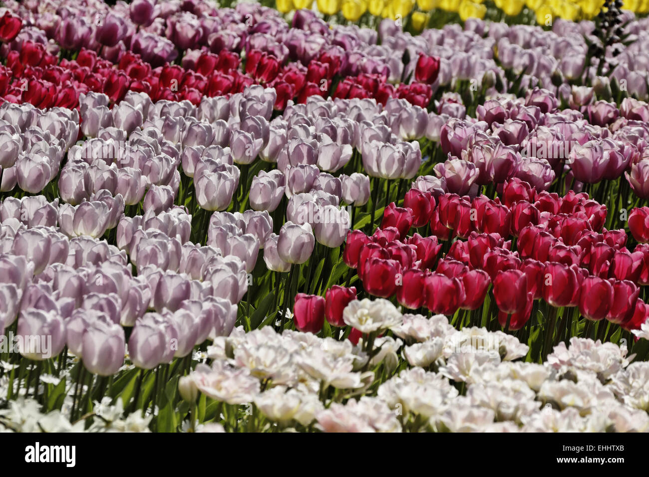 Tulip Aafke, Singolo inizio tulip (sinistra) rosa Foto Stock