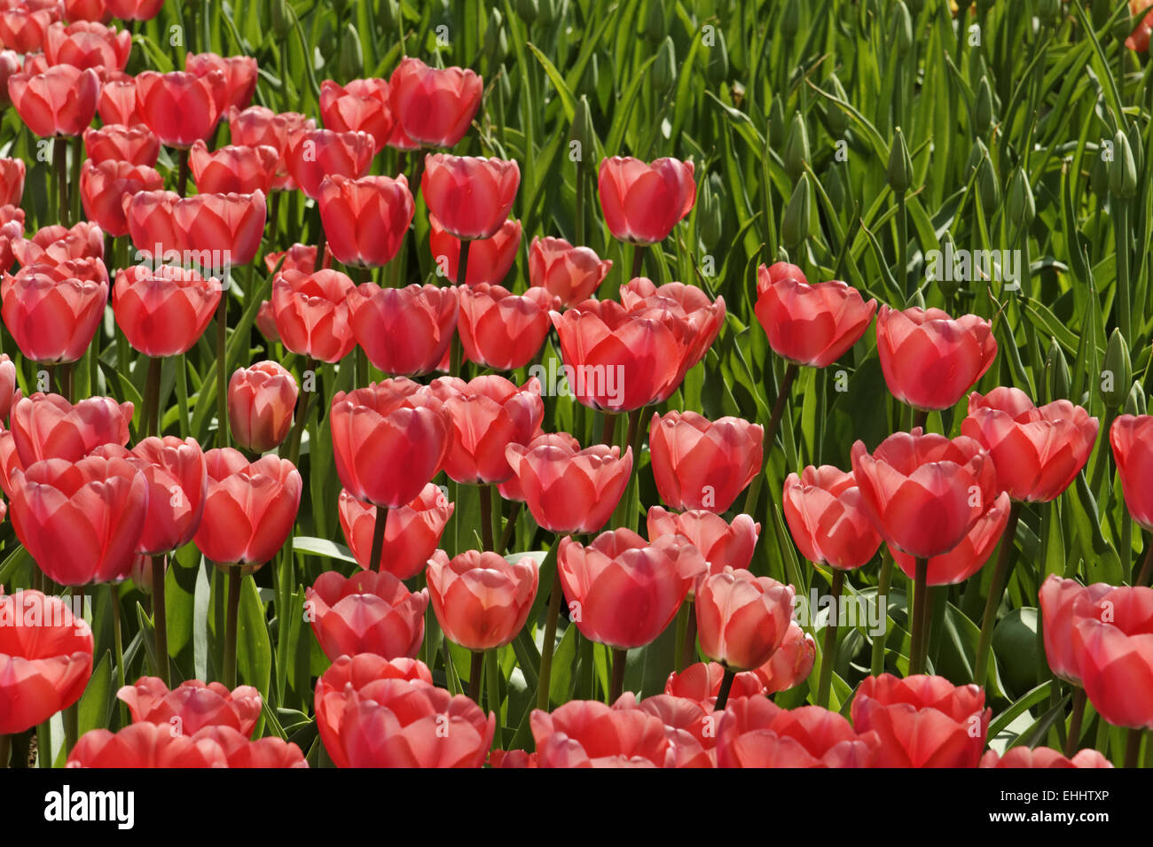 Foto retroilluminata di tulipani rossi Foto Stock