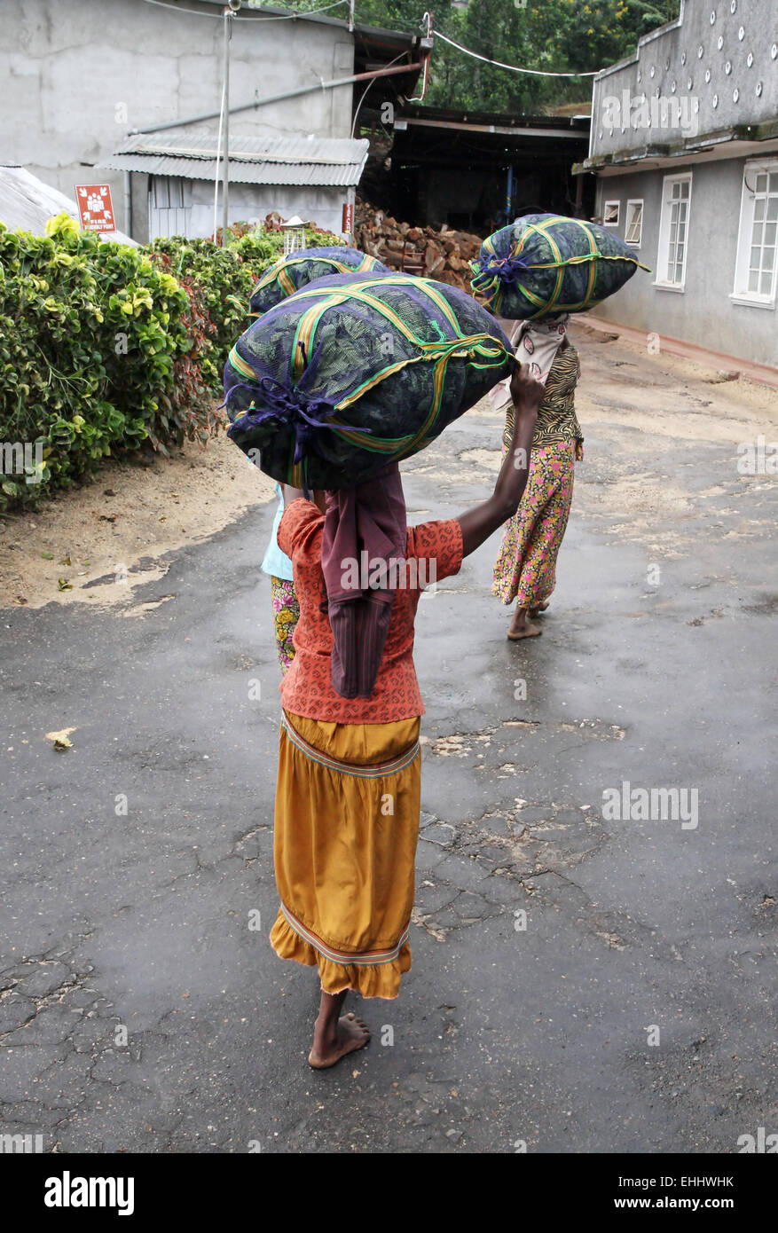 Due raccoglitrice di tè le donne stanno andando per la fabbrica con un grande sacco di tè sulla testa Foto Stock