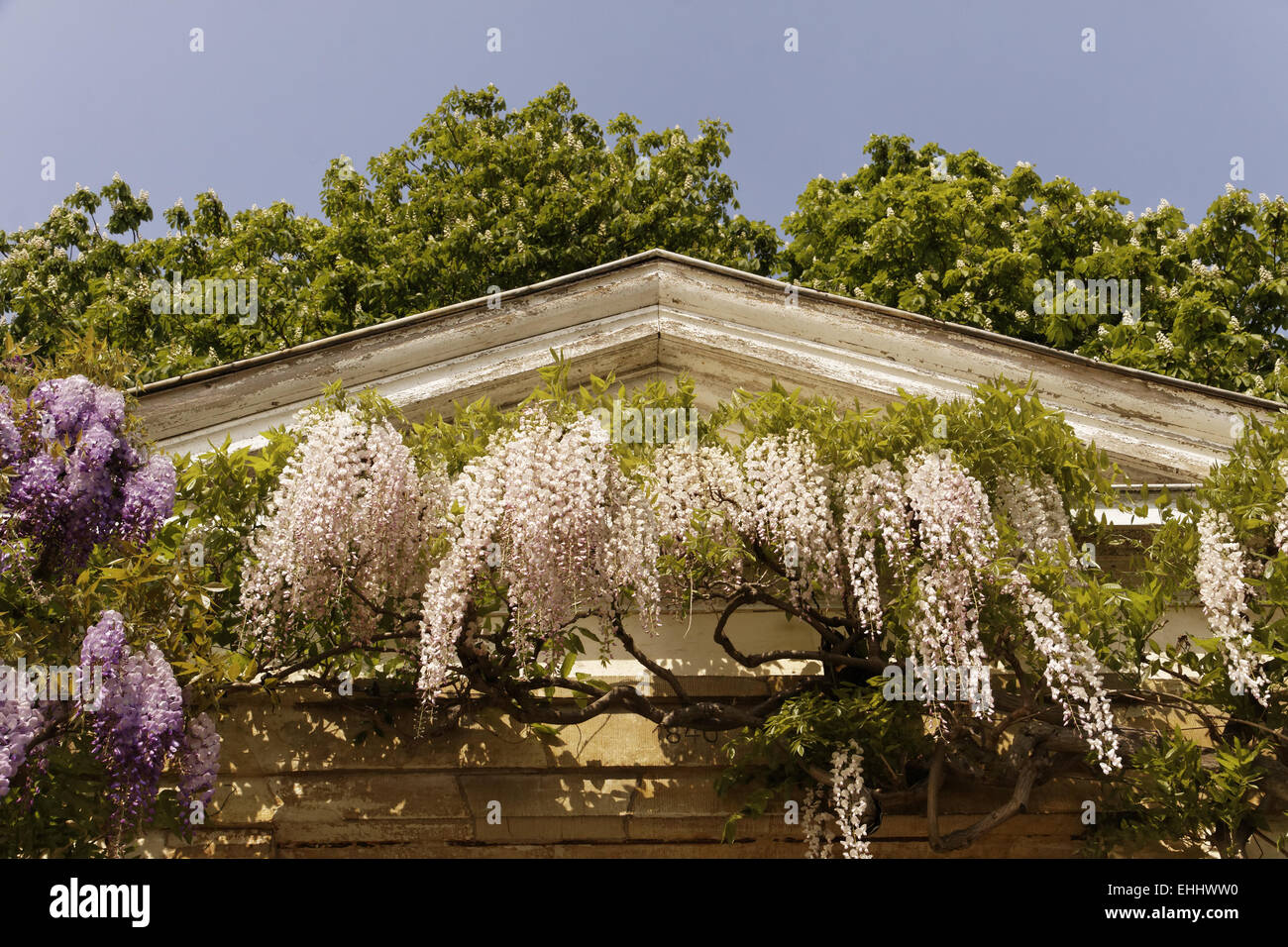 Wisteria sinensis, glicine cinese Foto Stock