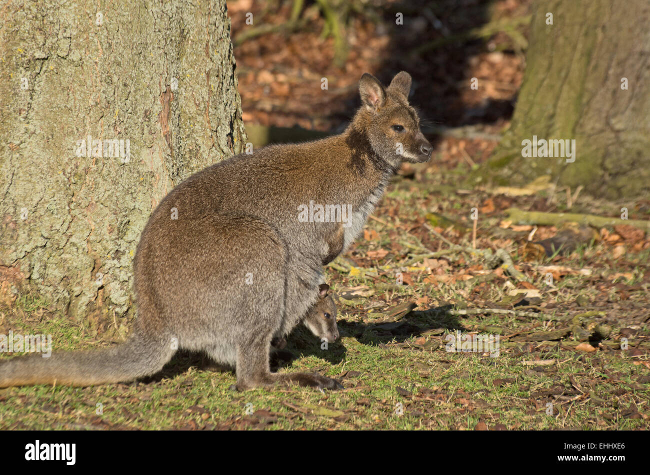 RED-con il collo o il Bennett's WALLABY Macropus Rufogriseus con giovani in Australia e Tasmania Foto Stock