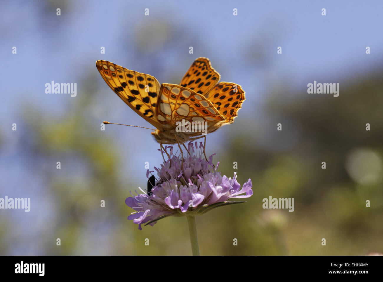 Issoria lathonia, regina di Spagna fritillary Foto Stock