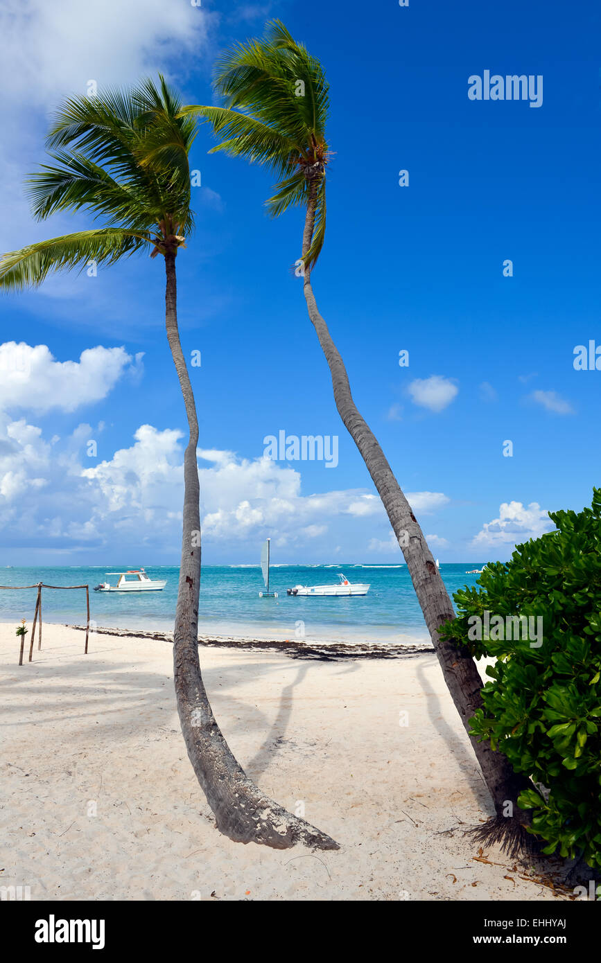Palm Tree e barca a una meravigliosa sabbia bianca spiaggia tropicale, Punta Cana Repubblica Dominicana Foto Stock