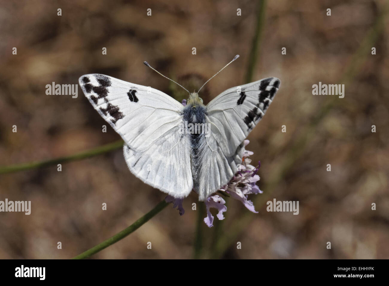 Pontia daplidice, bagno farfalla bianca Foto Stock