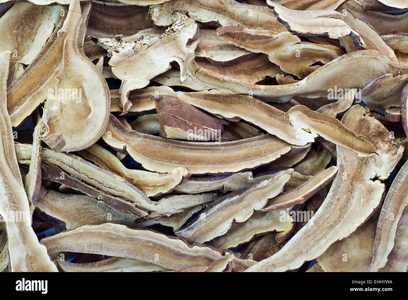 Pile di secche Funghi Shitake , sfondo Foto Stock