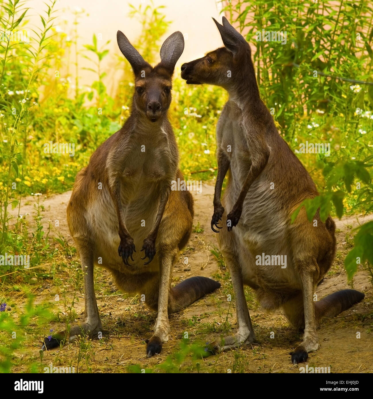 Kangaroo(Macropus fuliginosus),Kharkiv zoo Europa,Ucraina,square Foto Stock